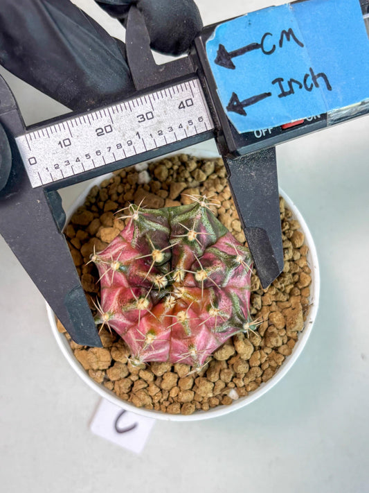 Gymnocalycium Neon (gy14) (p2) | ONLY for Advance Grower