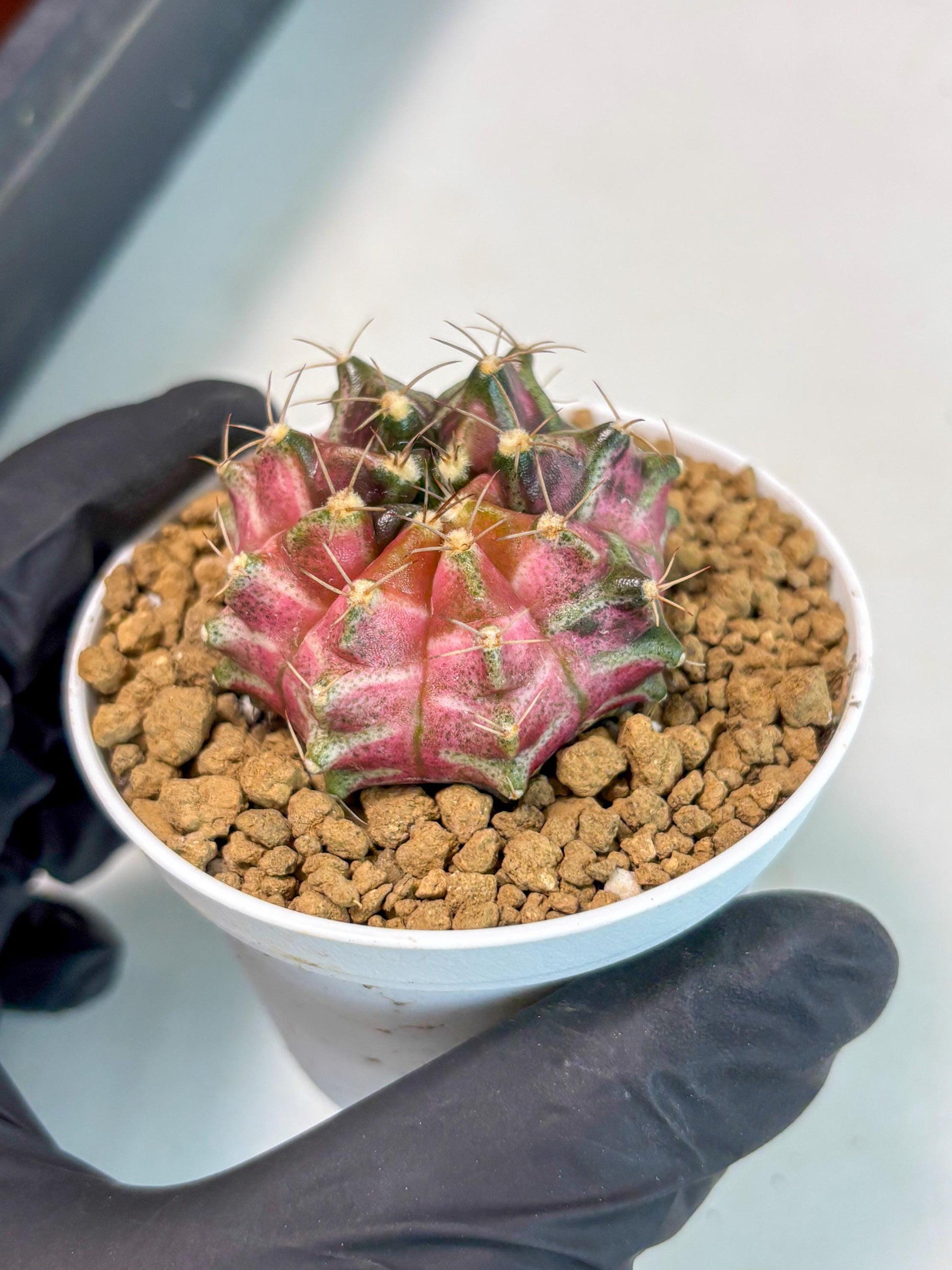 Gymnocalycium Neon (gy14) (p2) | ONLY for Advance Grower