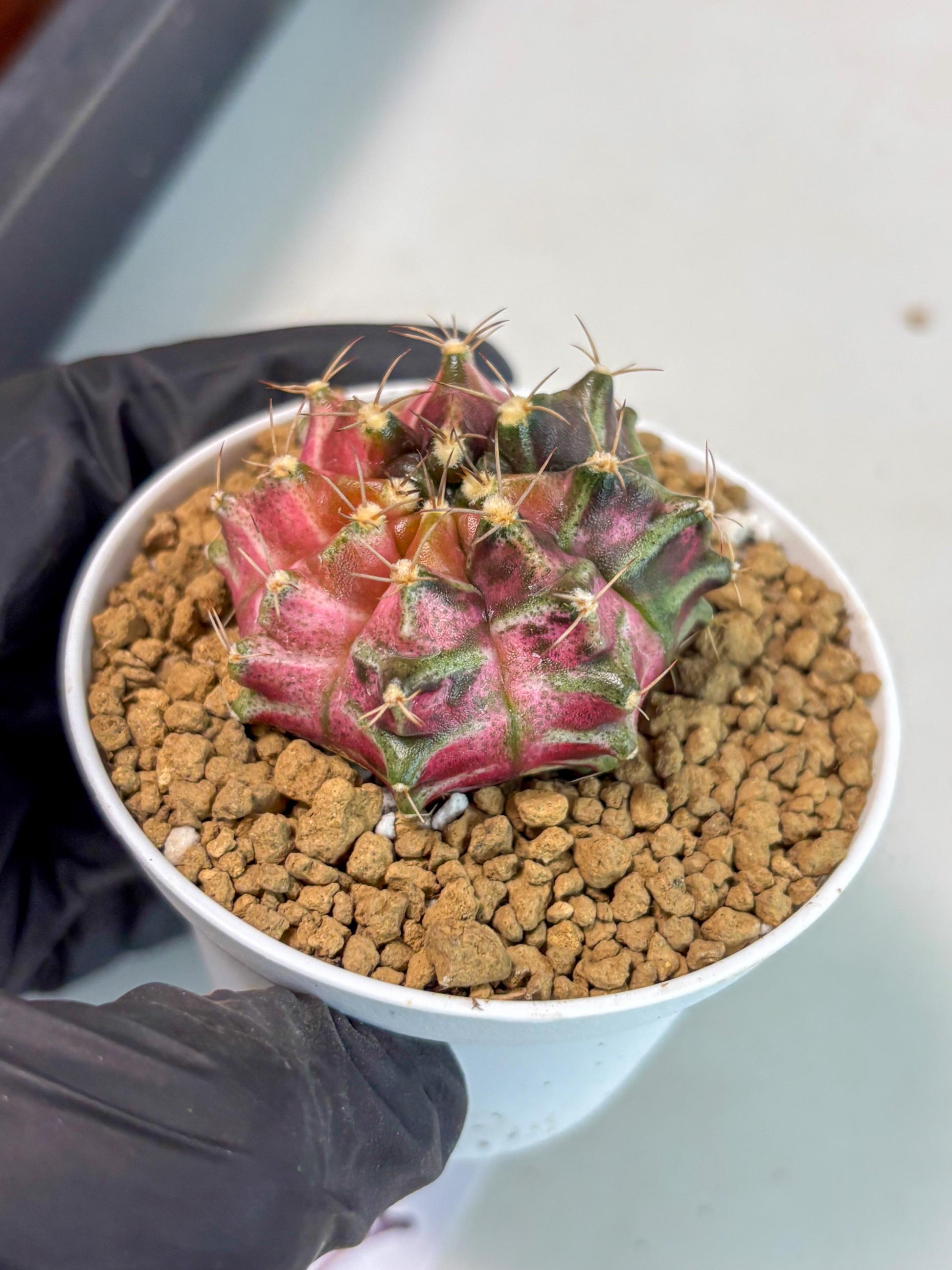 Gymnocalycium Neon (gy14) (p2) | ONLY for Advance Grower