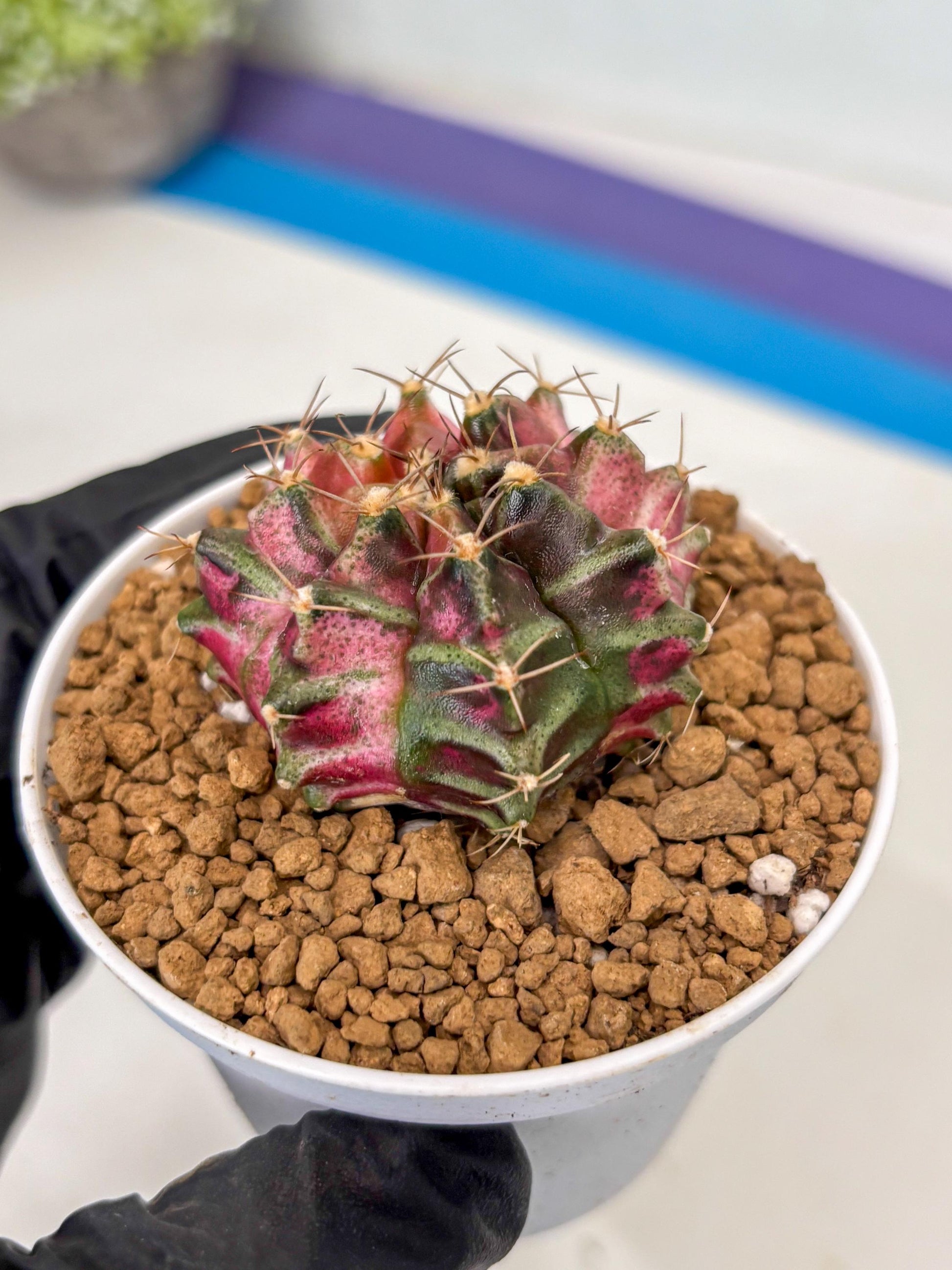 Gymnocalycium Neon (gy14) (p2) | ONLY for Advance Grower