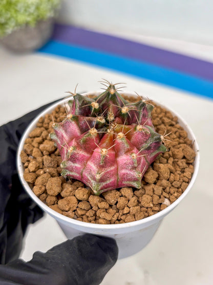 Gymnocalycium Neon (gy14) (p2) | ONLY for Advance Grower