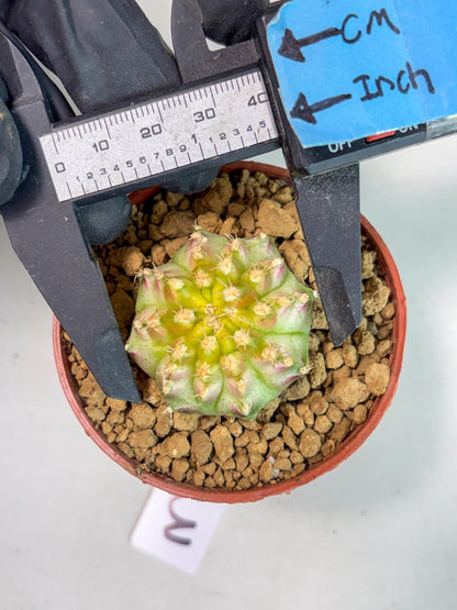 Gymnocalycium Neon (gy14) (p3) | ONLY for Advance Grower