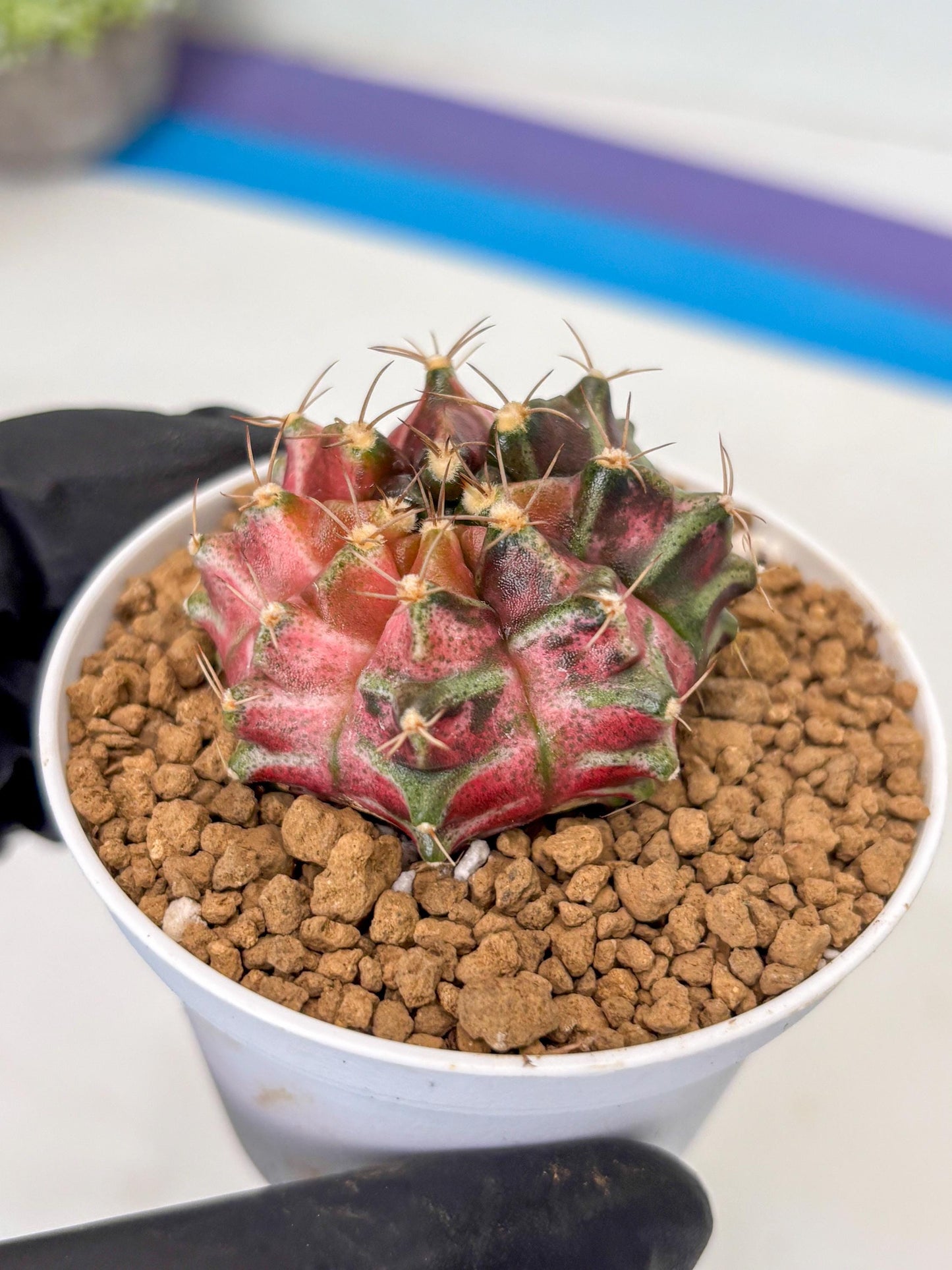Gymnocalycium Neon (gy14) (p2) | ONLY for Advance Grower