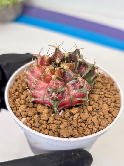 Gymnocalycium Neon (gy14) (p2) | ONLY for Advance Grower