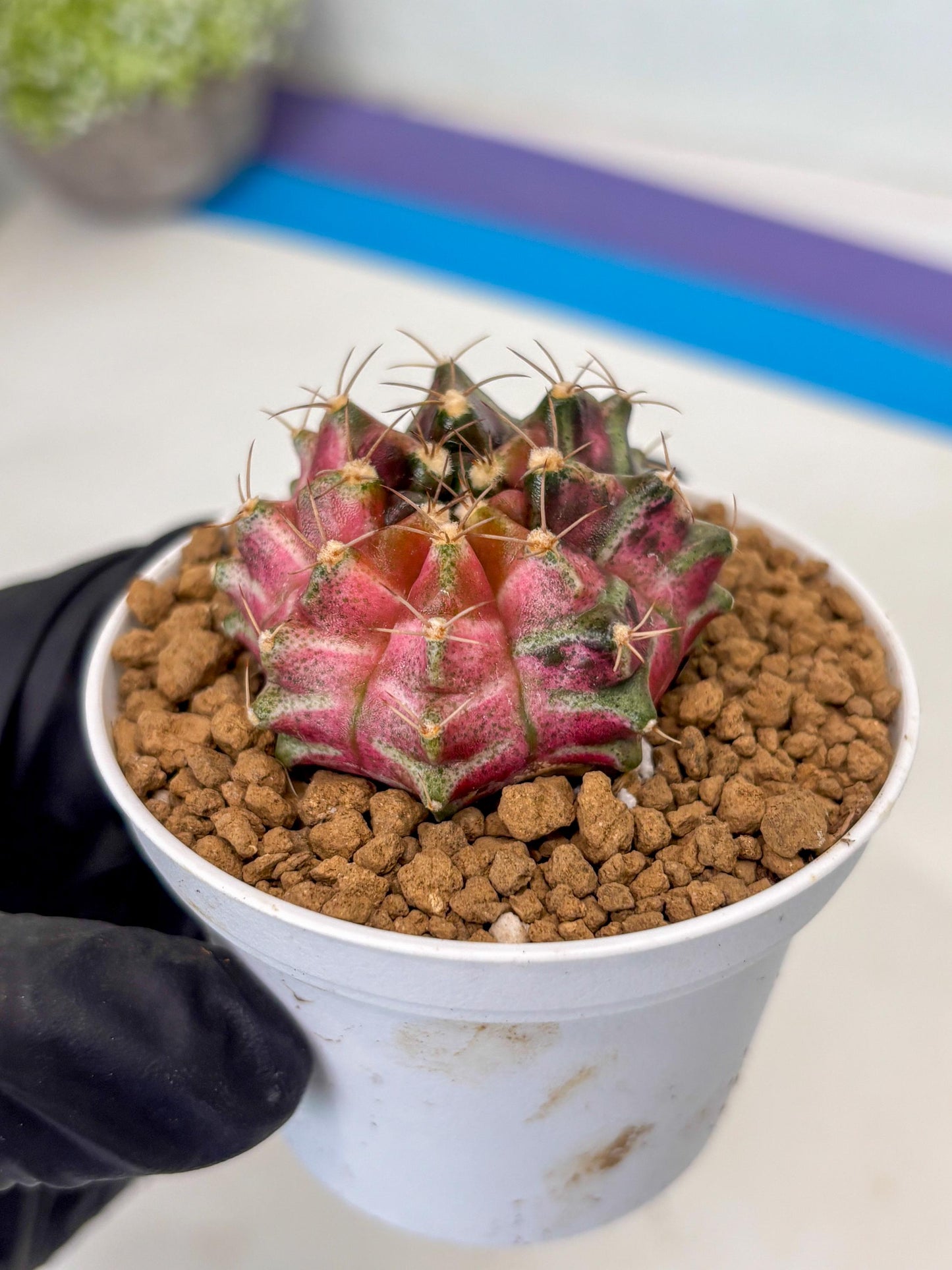 Gymnocalycium Neon (gy14) (p2) | ONLY for Advance Grower
