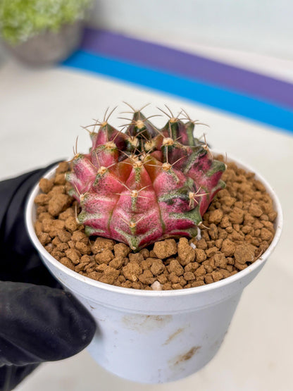 Gymnocalycium Neon (gy14) (p2) | ONLY for Advance Grower