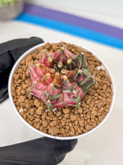 Gymnocalycium Neon (gy14) (p2) | ONLY for Advance Grower