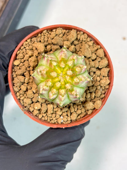 Gymnocalycium Neon (gy14) (p3) | ONLY for Advance Grower