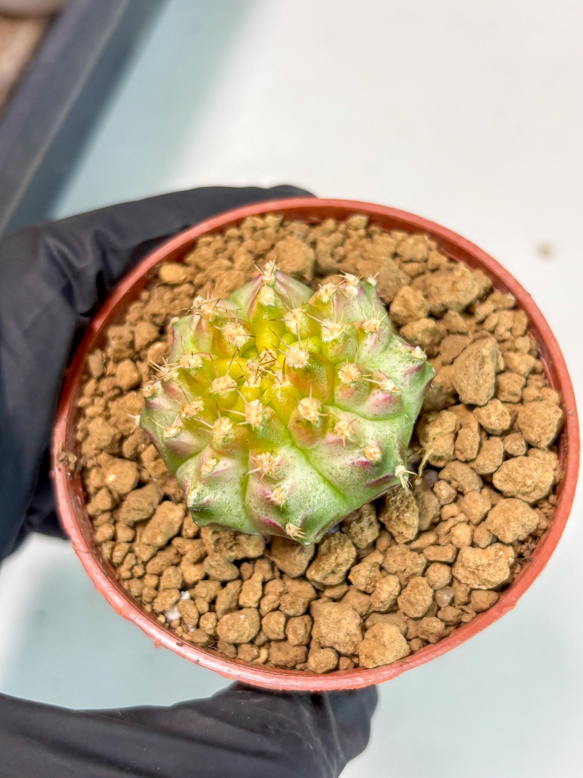 Gymnocalycium Neon (gy14) (p3) | ONLY for Advance Grower