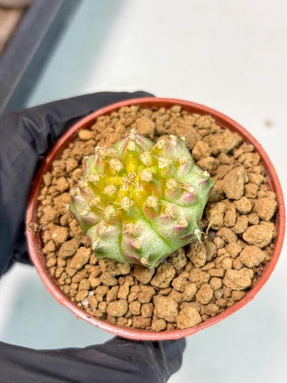 Gymnocalycium Neon (gy14) (p3) | ONLY for Advance Grower