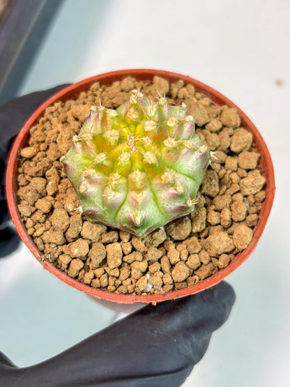 Gymnocalycium Neon (gy14) (p3) | ONLY for Advance Grower