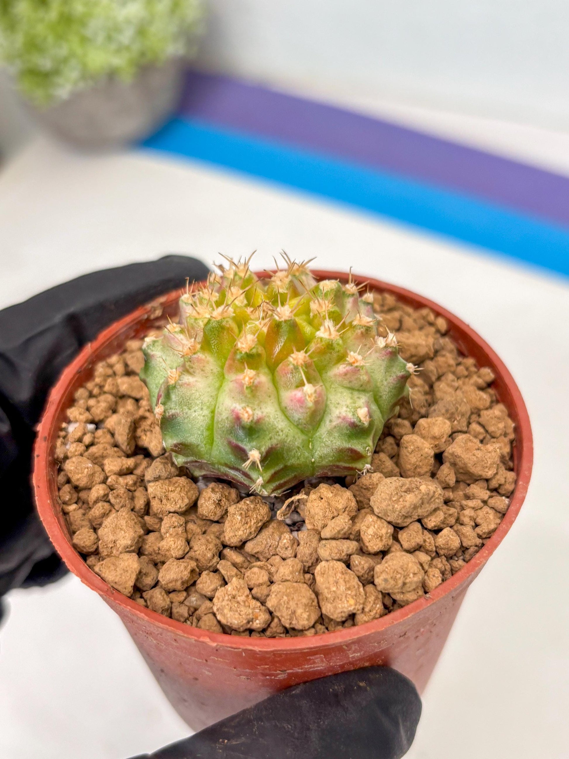 Gymnocalycium Neon (gy14) (p3) | ONLY for Advance Grower