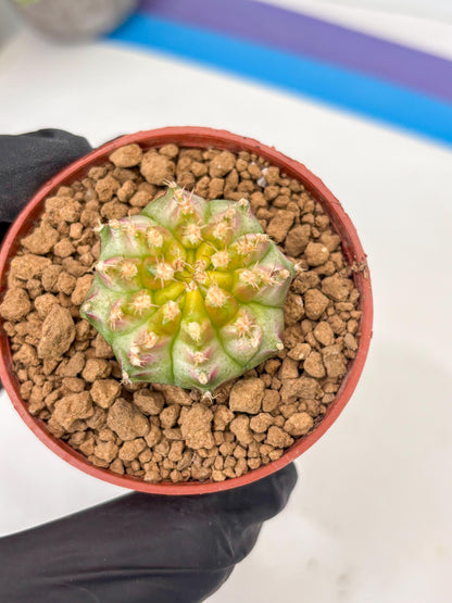 Gymnocalycium Neon (gy14) (p3) | ONLY for Advance Grower