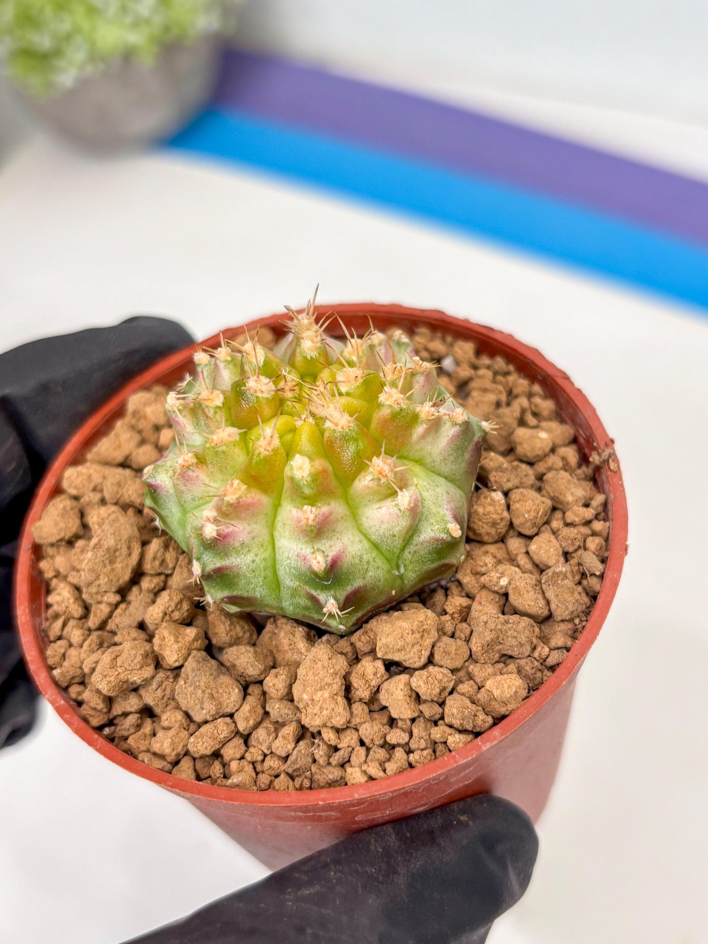 Gymnocalycium Neon (gy14) (p3) | ONLY for Advance Grower
