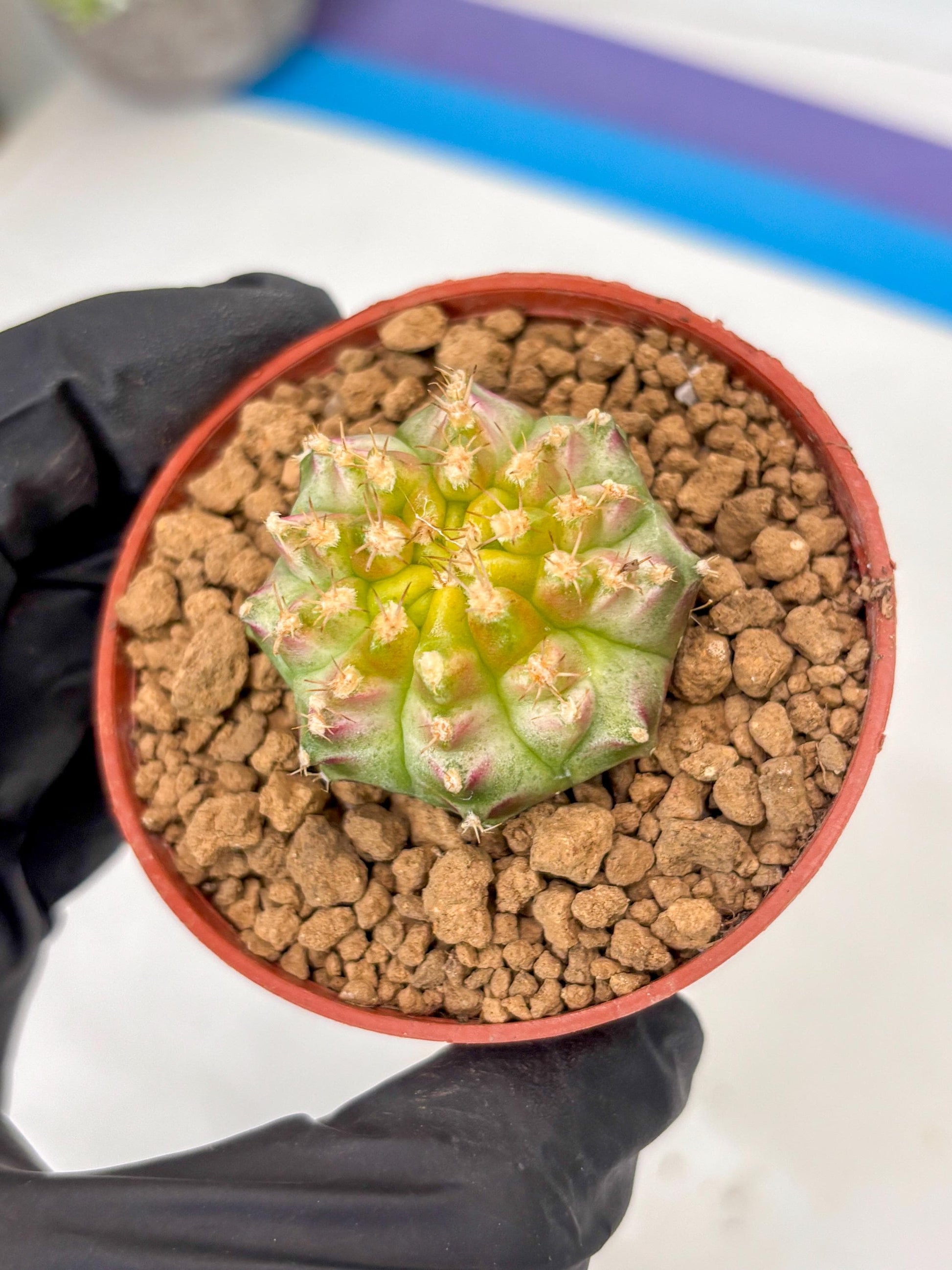 Gymnocalycium Neon (gy14) (p3) | ONLY for Advance Grower