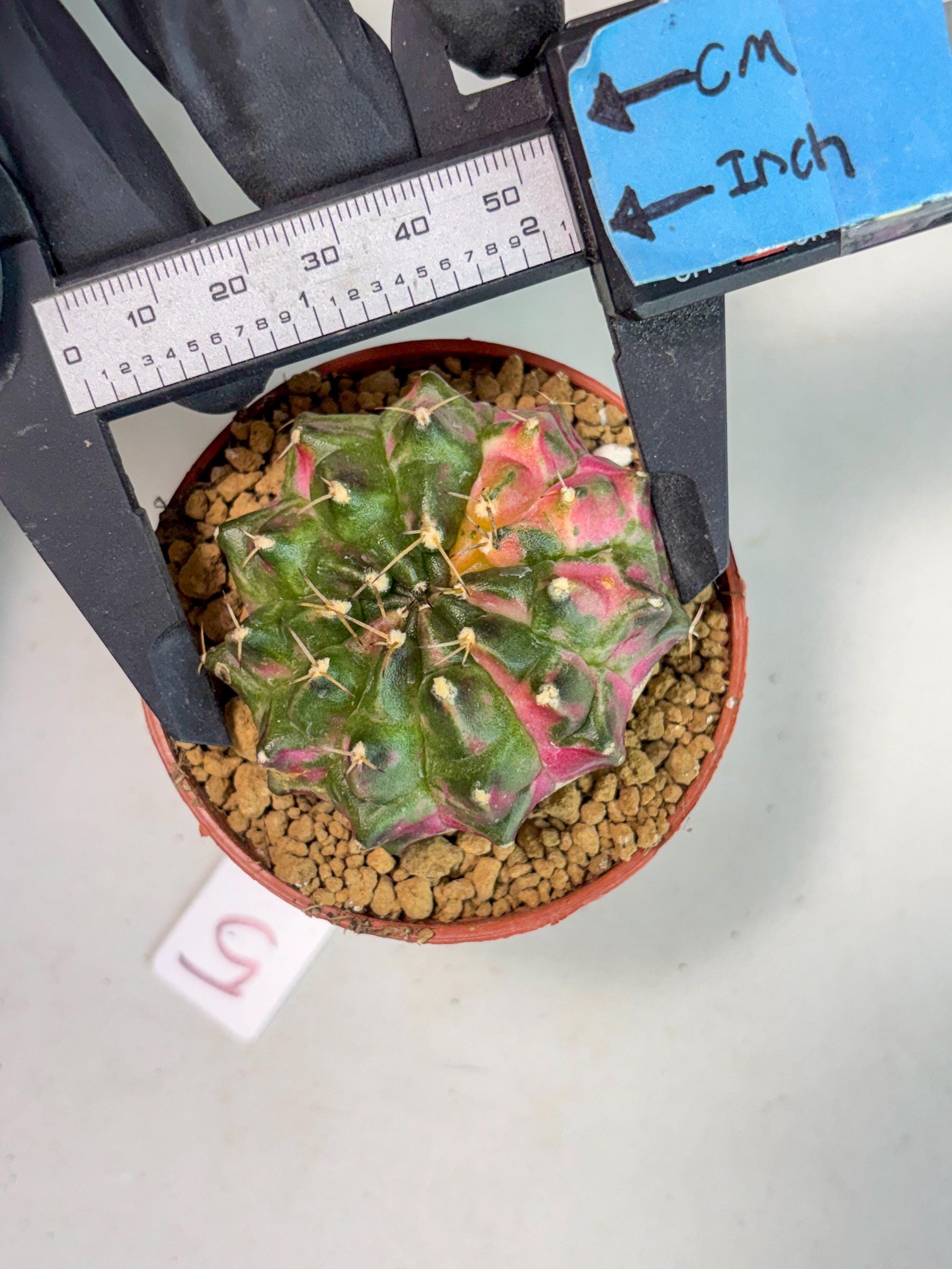 Gymnocalycium Neon (gy14) (p5) | ONLY for Advance Grower