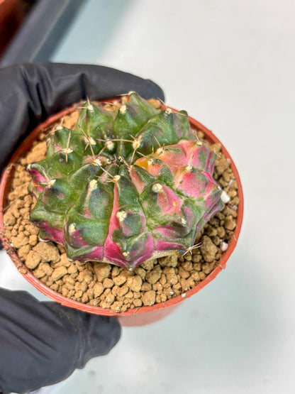 Gymnocalycium Neon (gy14) (p5) | ONLY for Advance Grower