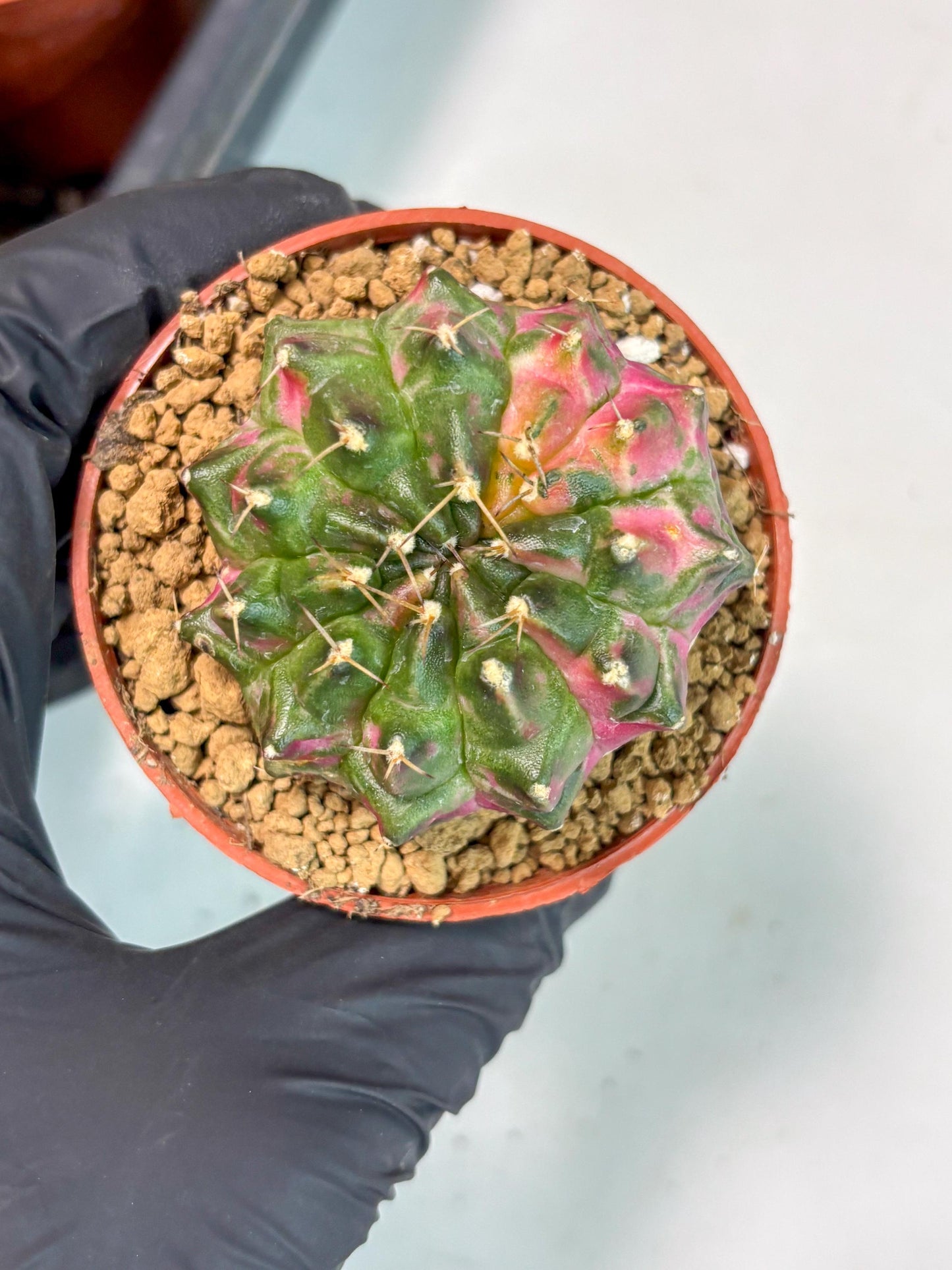 Gymnocalycium Neon (gy14) (p5) | ONLY for Advance Grower