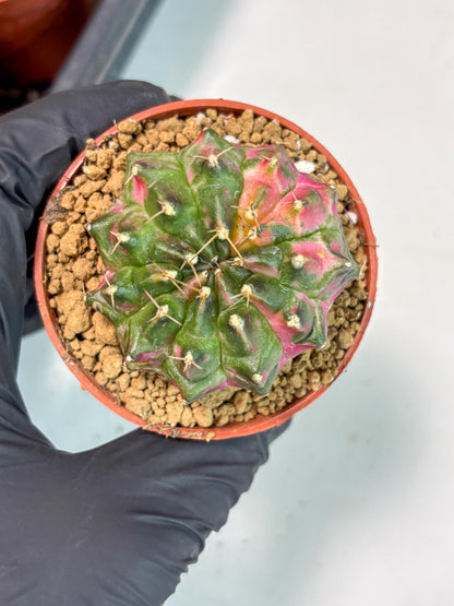 Gymnocalycium Neon (gy14) (p5) | ONLY for Advance Grower