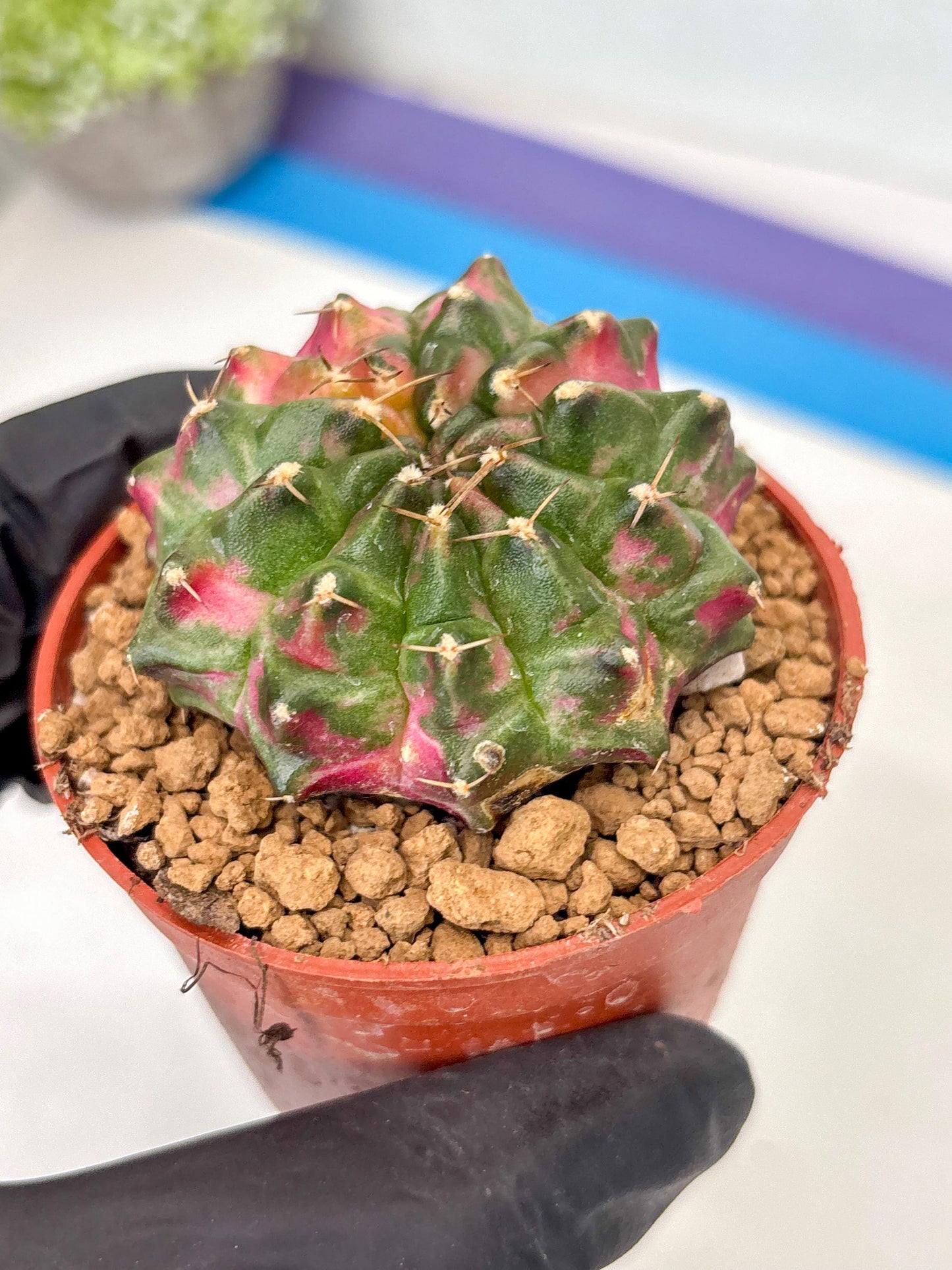 Gymnocalycium Neon (gy14) (p5) | ONLY for Advance Grower