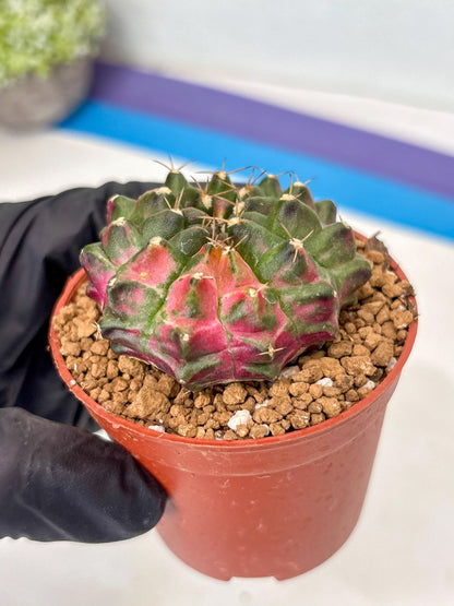 Gymnocalycium Neon (gy14) (p5) | ONLY for Advance Grower