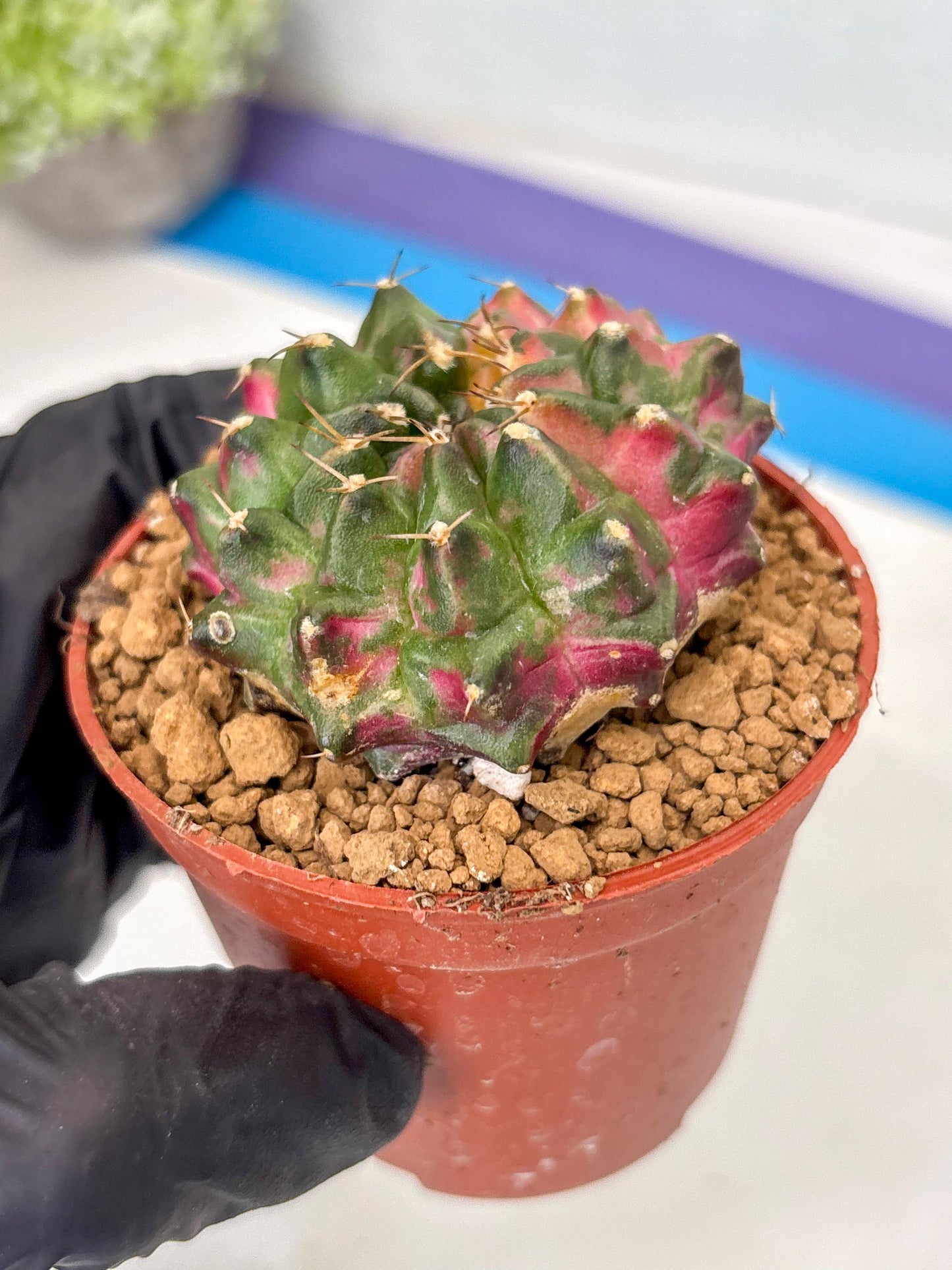 Gymnocalycium Neon (gy14) (p5) | ONLY for Advance Grower
