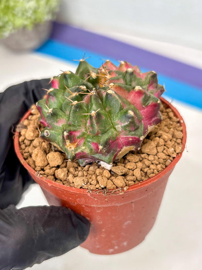 Gymnocalycium Neon (gy14) (p5) | ONLY for Advance Grower