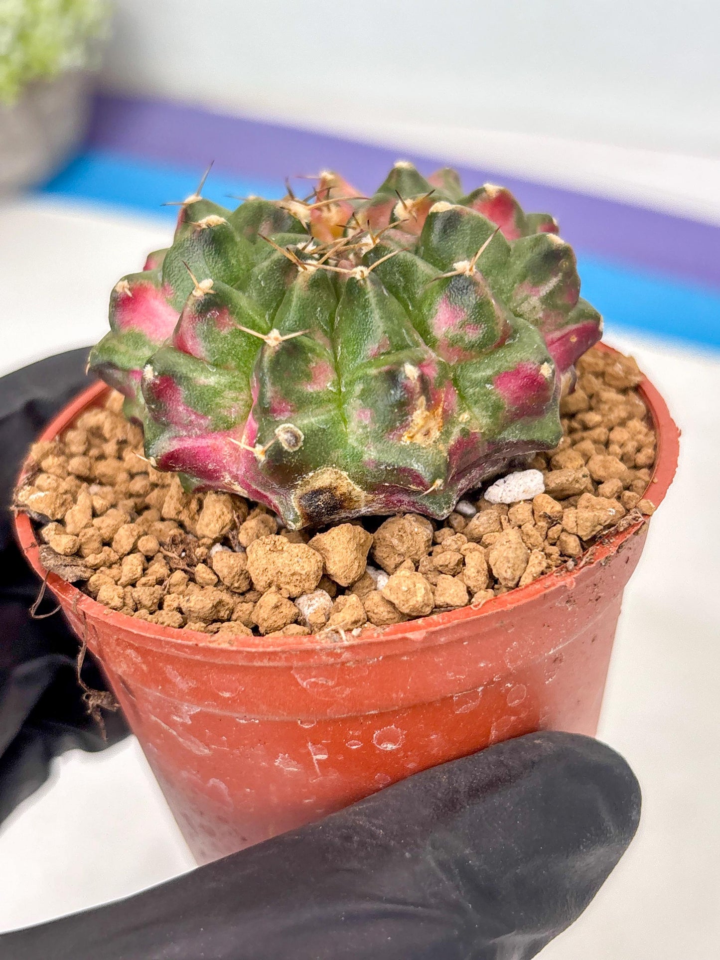 Gymnocalycium Neon (gy14) (p5) | ONLY for Advance Grower