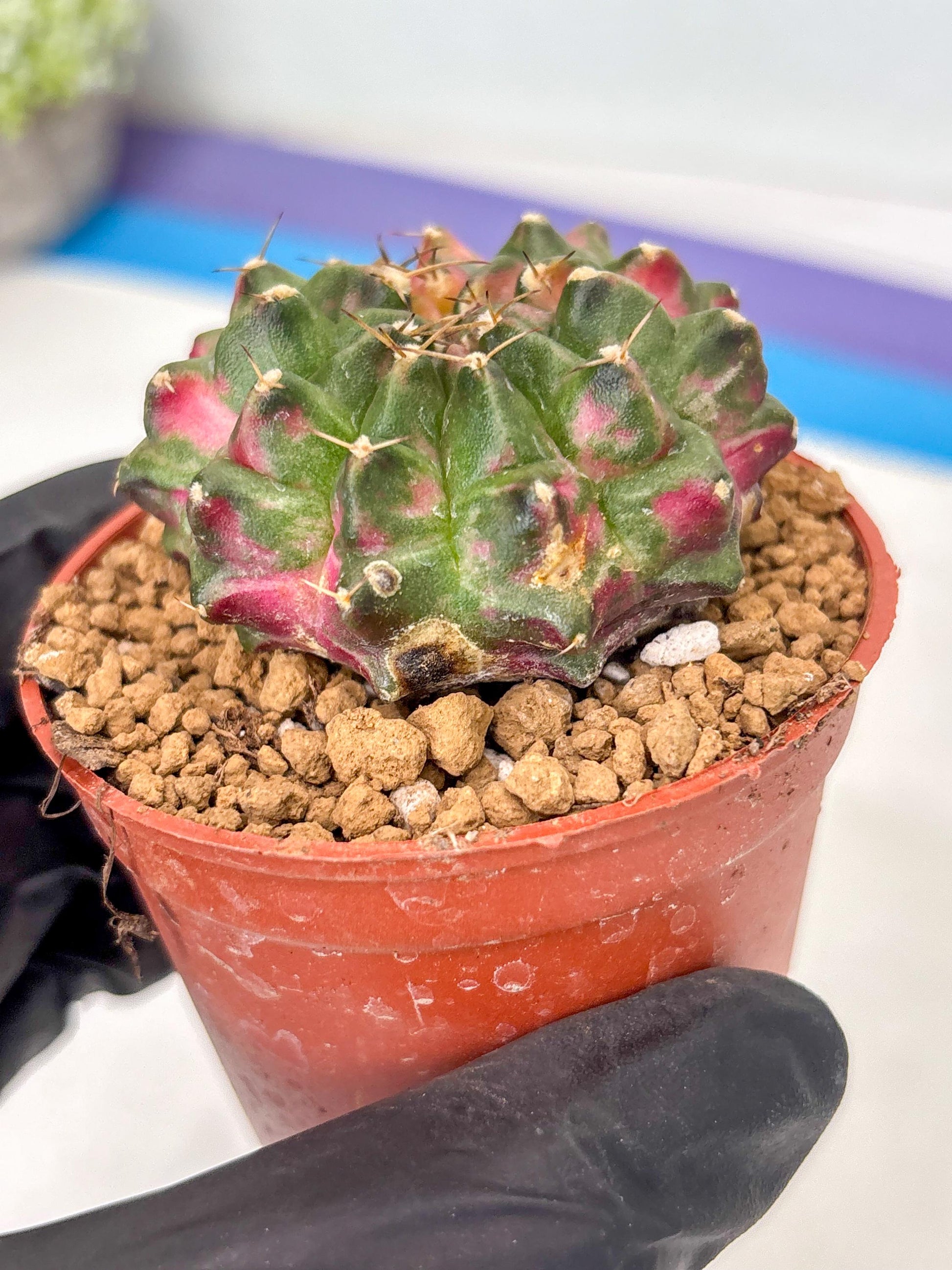 Gymnocalycium Neon (gy14) (p5) | ONLY for Advance Grower