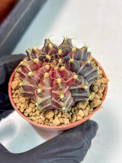 Gymnocalycium Neon (gy14) (p7) | ONLY for Advance Grower