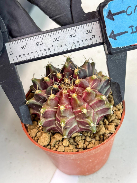 Gymnocalycium Neon (gy14) (p7) | ONLY for Advance Grower
