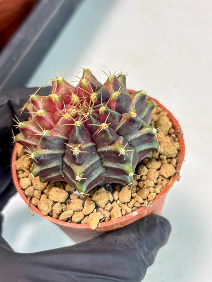 Gymnocalycium Neon (gy14) (p7) | ONLY for Advance Grower