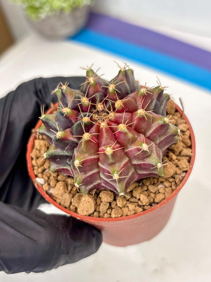 Gymnocalycium Neon (gy14) (p7) | ONLY for Advance Grower