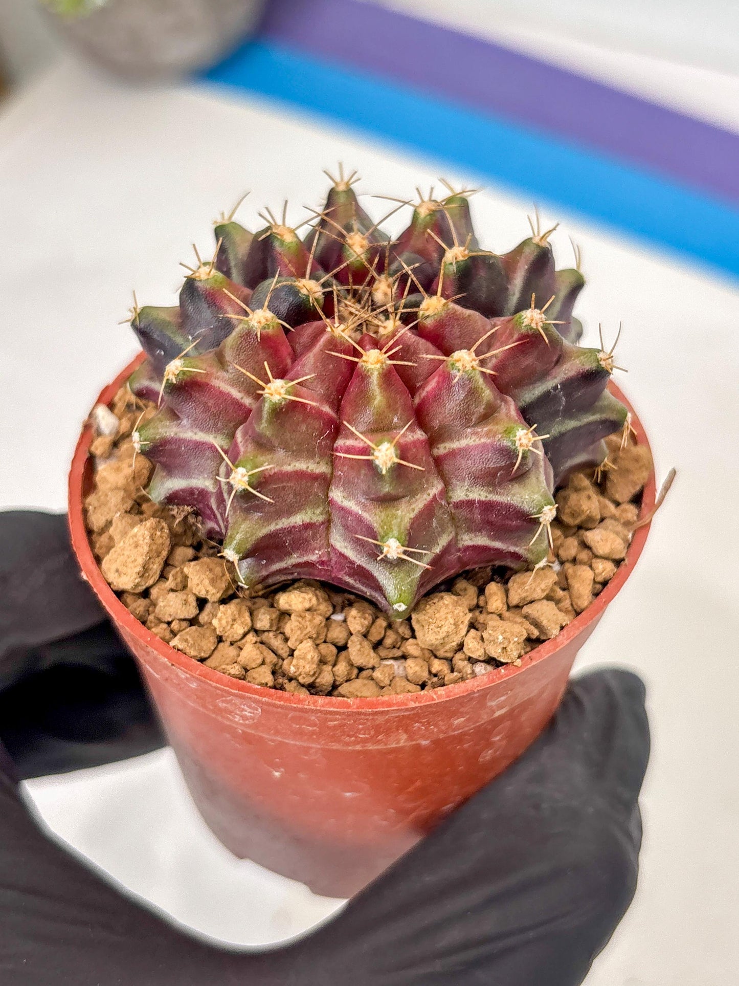 Gymnocalycium Neon (gy14) (p7) | ONLY for Advance Grower