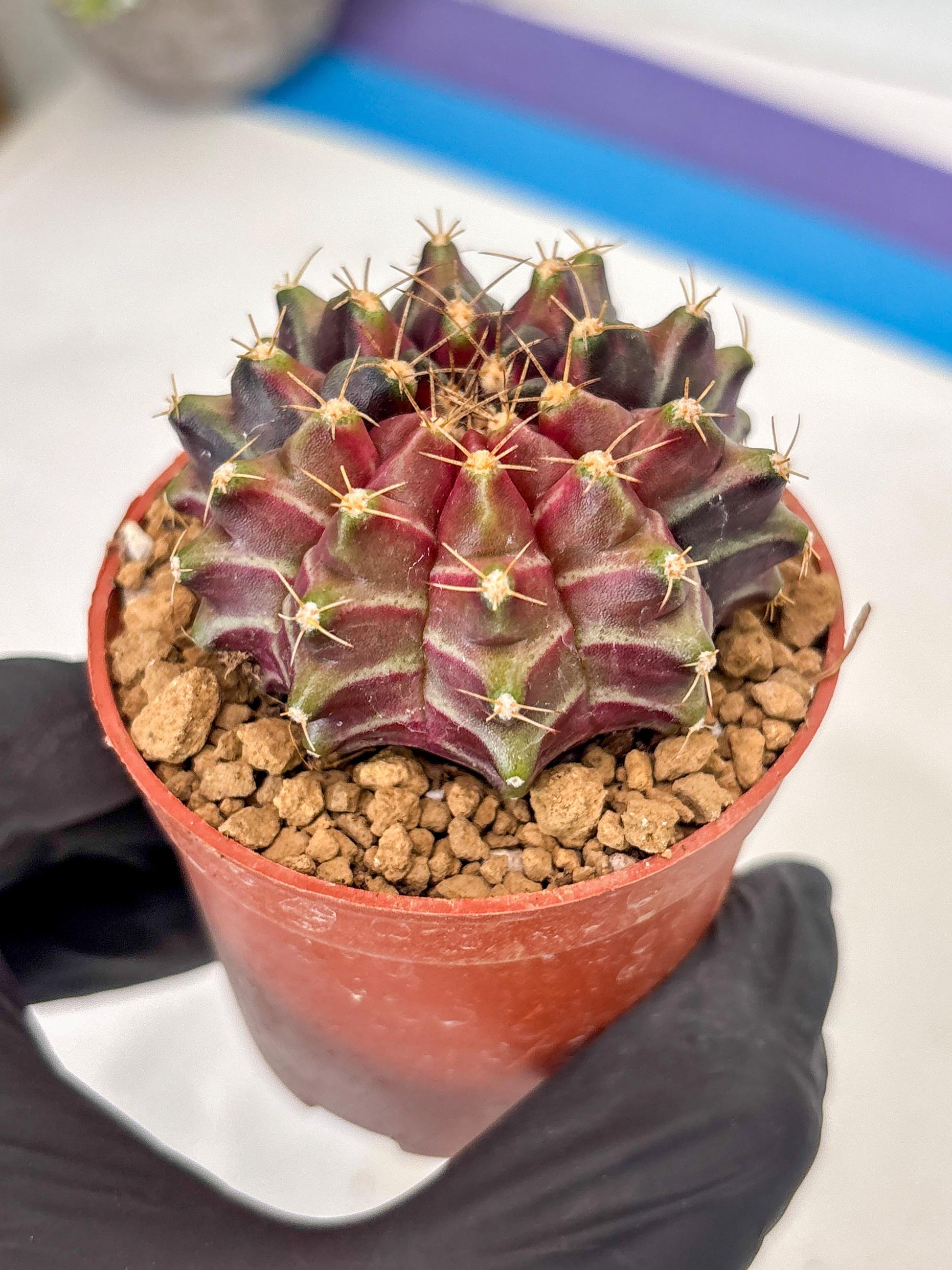 Gymnocalycium Neon (gy14) (p7) | ONLY for Advance Grower