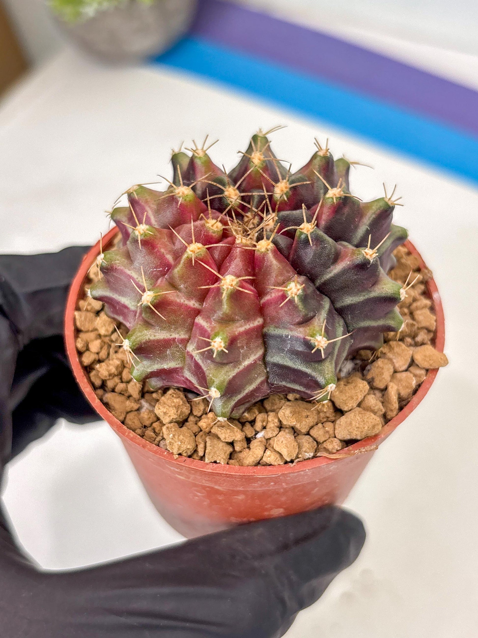 Gymnocalycium Neon (gy14) (p7) | ONLY for Advance Grower
