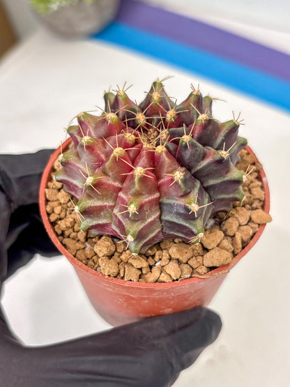 Gymnocalycium Neon (gy14) (p7) | ONLY for Advance Grower