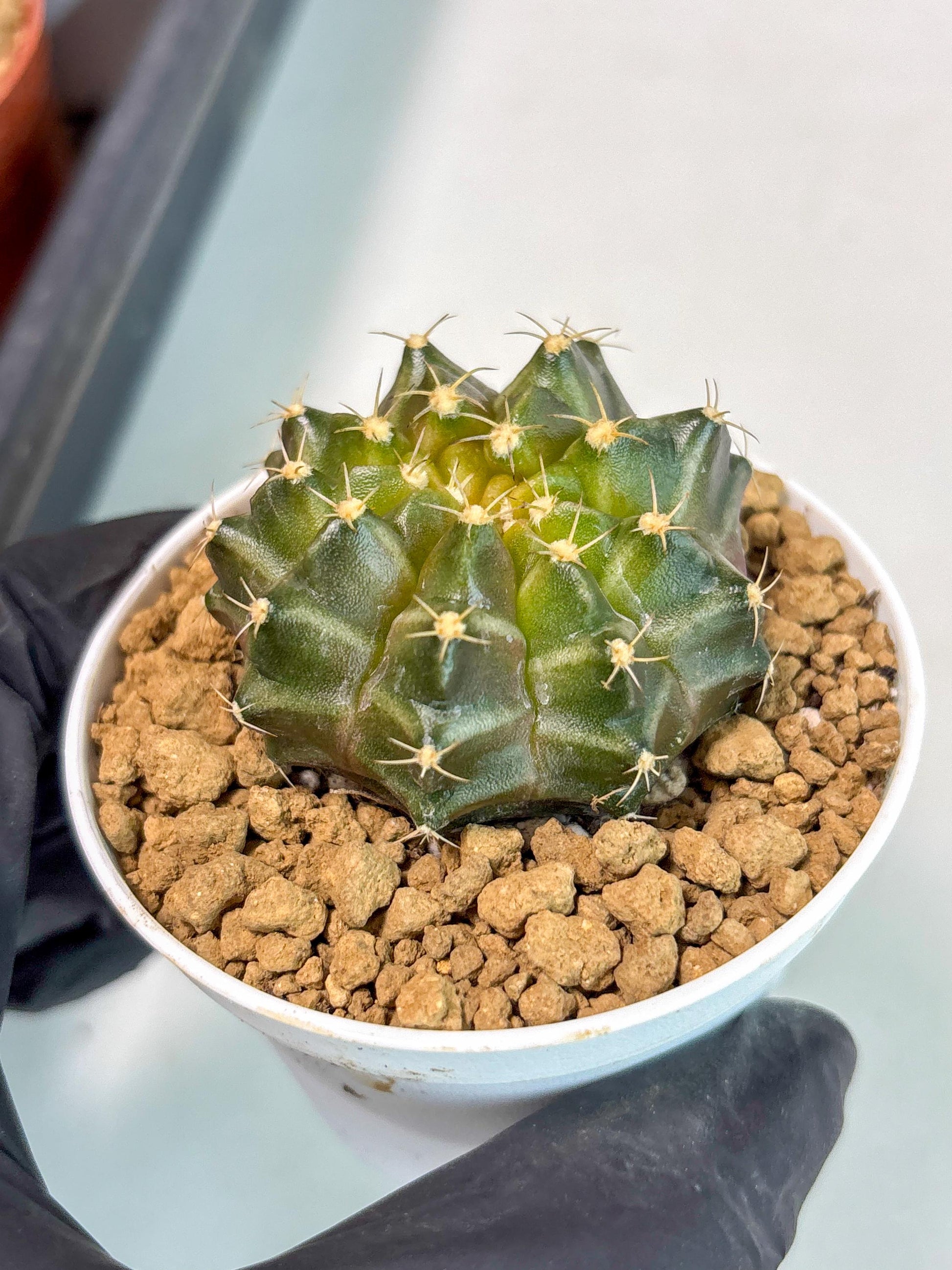Gymnocalycium Neon (gy14) (b1) | ONLY for Advance Grower