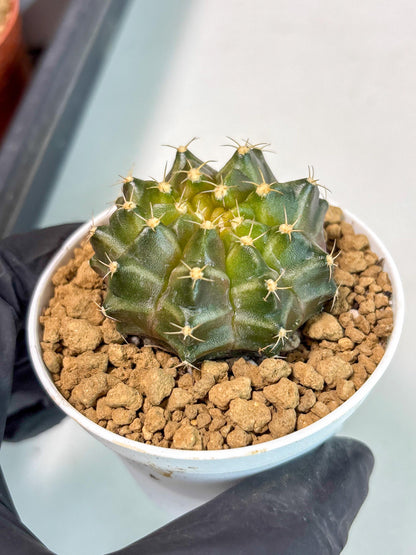 Gymnocalycium Neon (gy14) (b1) | ONLY for Advance Grower