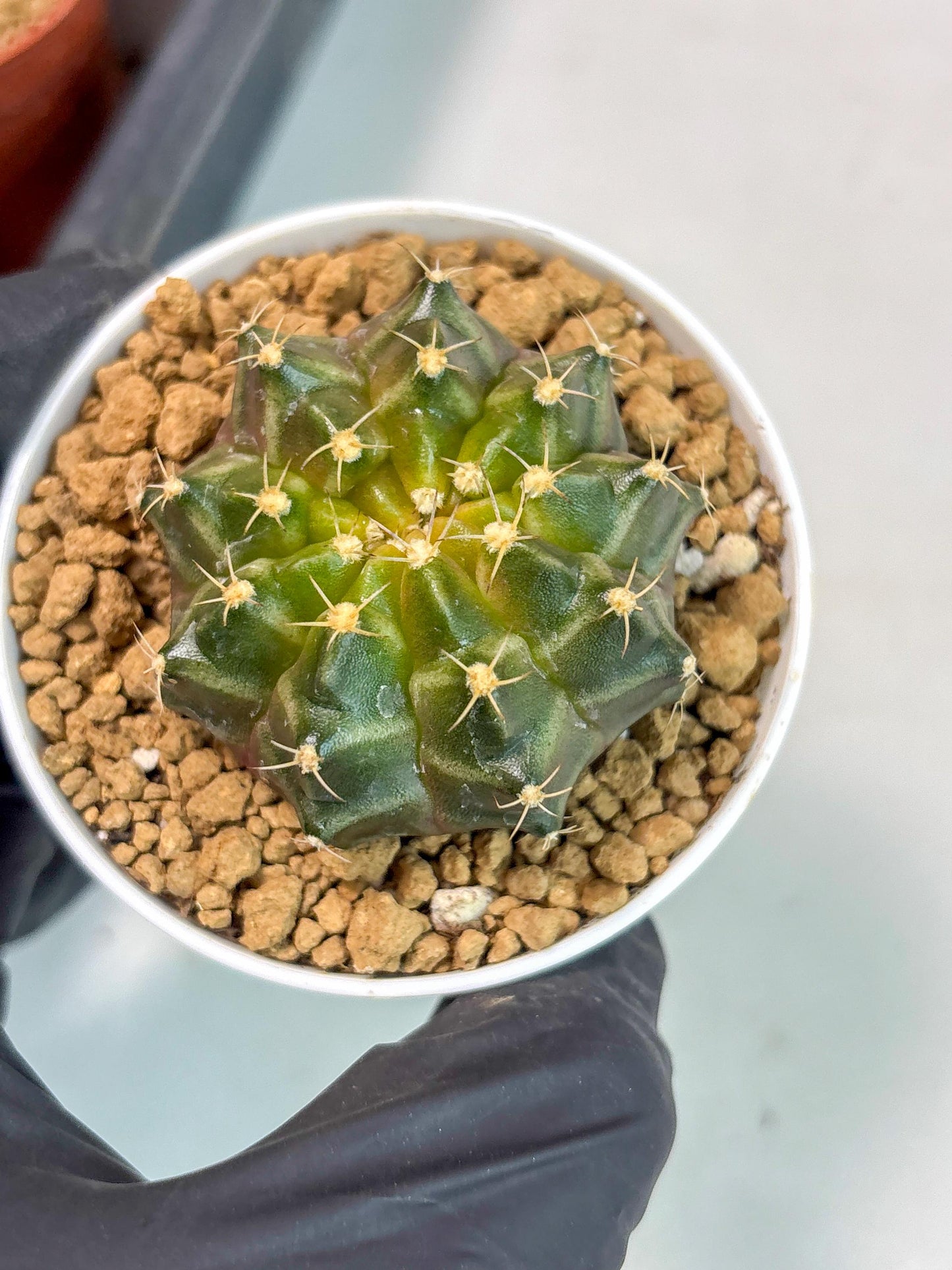 Gymnocalycium Neon (gy14) (b1) | ONLY for Advance Grower