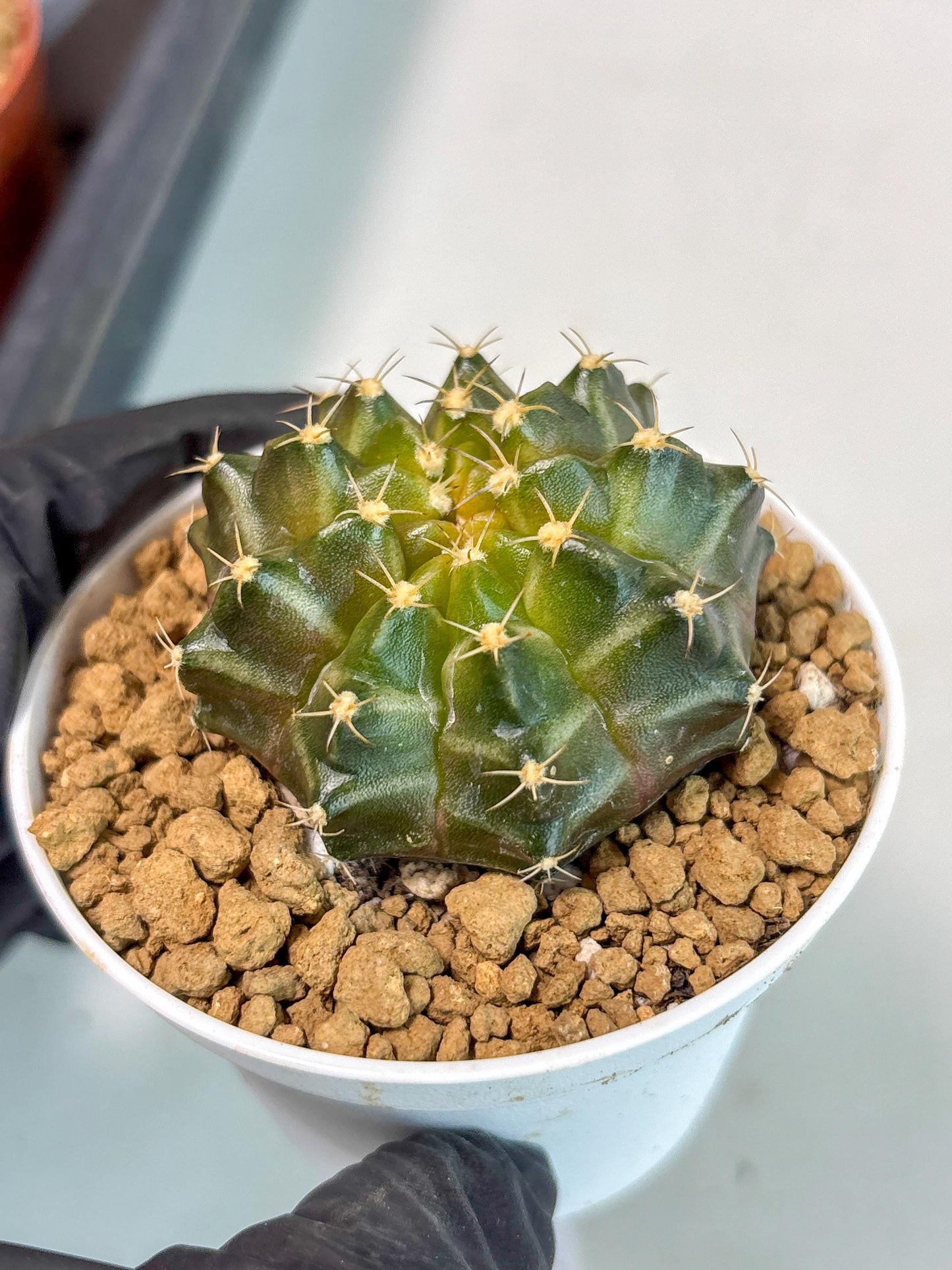 Gymnocalycium Neon (gy14) (b1) | ONLY for Advance Grower