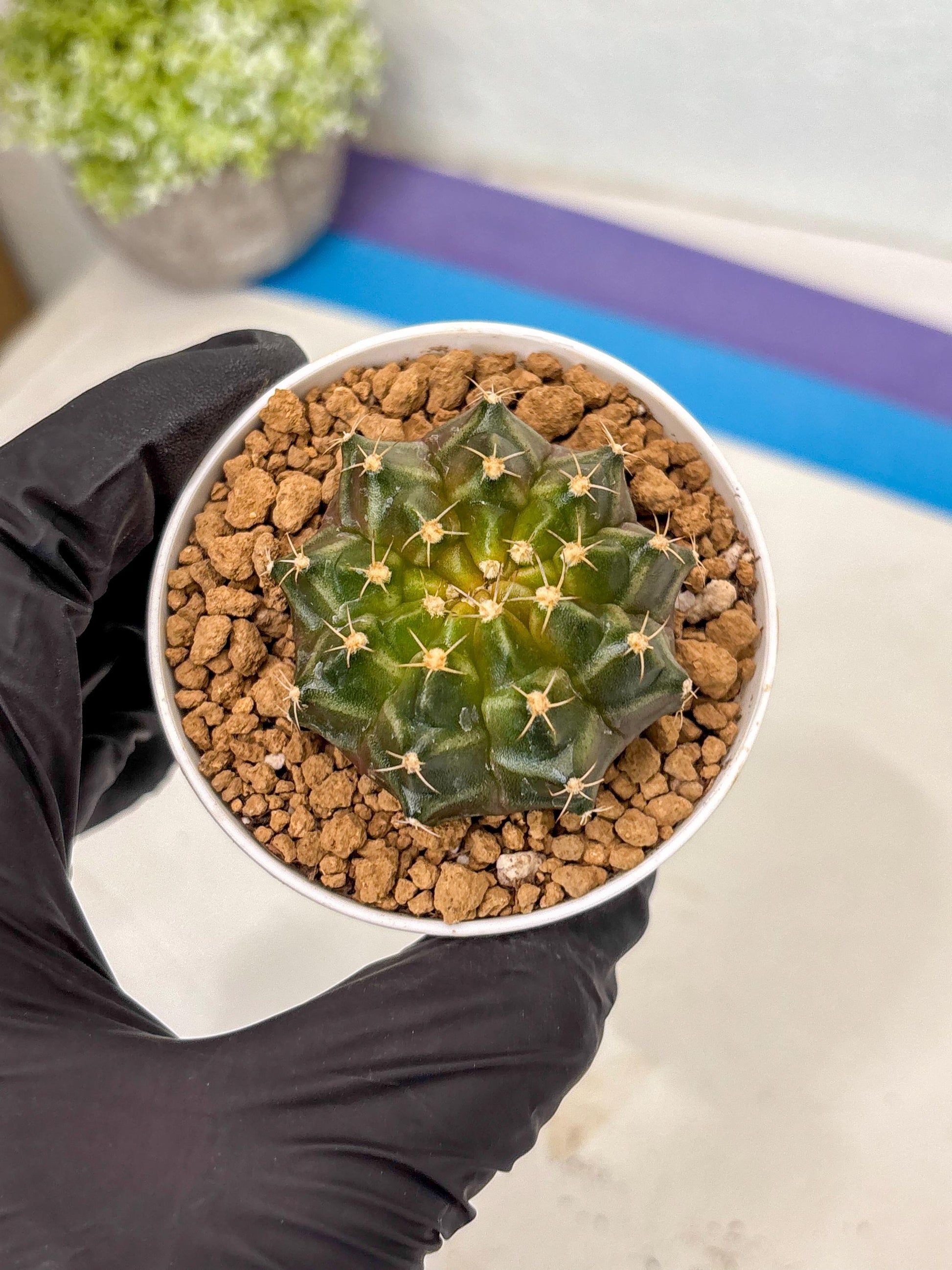 Gymnocalycium Neon (gy14) (b1) | ONLY for Advance Grower