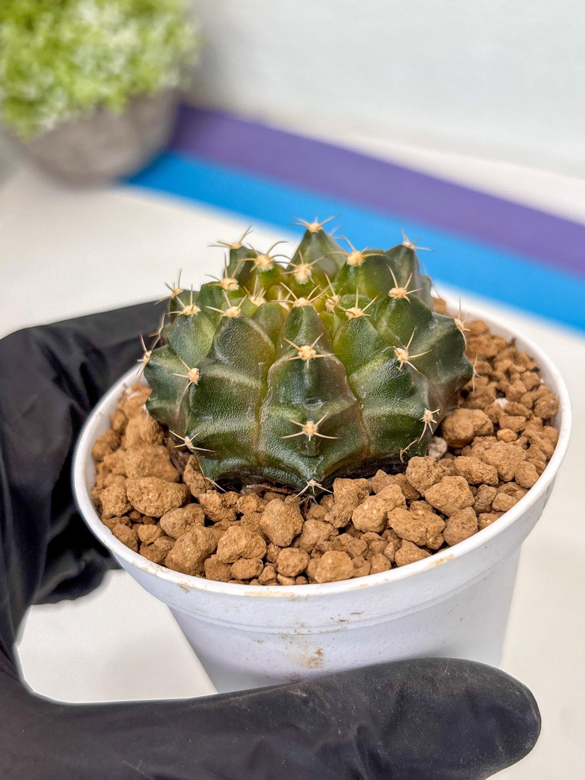 Gymnocalycium Neon (gy14) (b1) | ONLY for Advance Grower