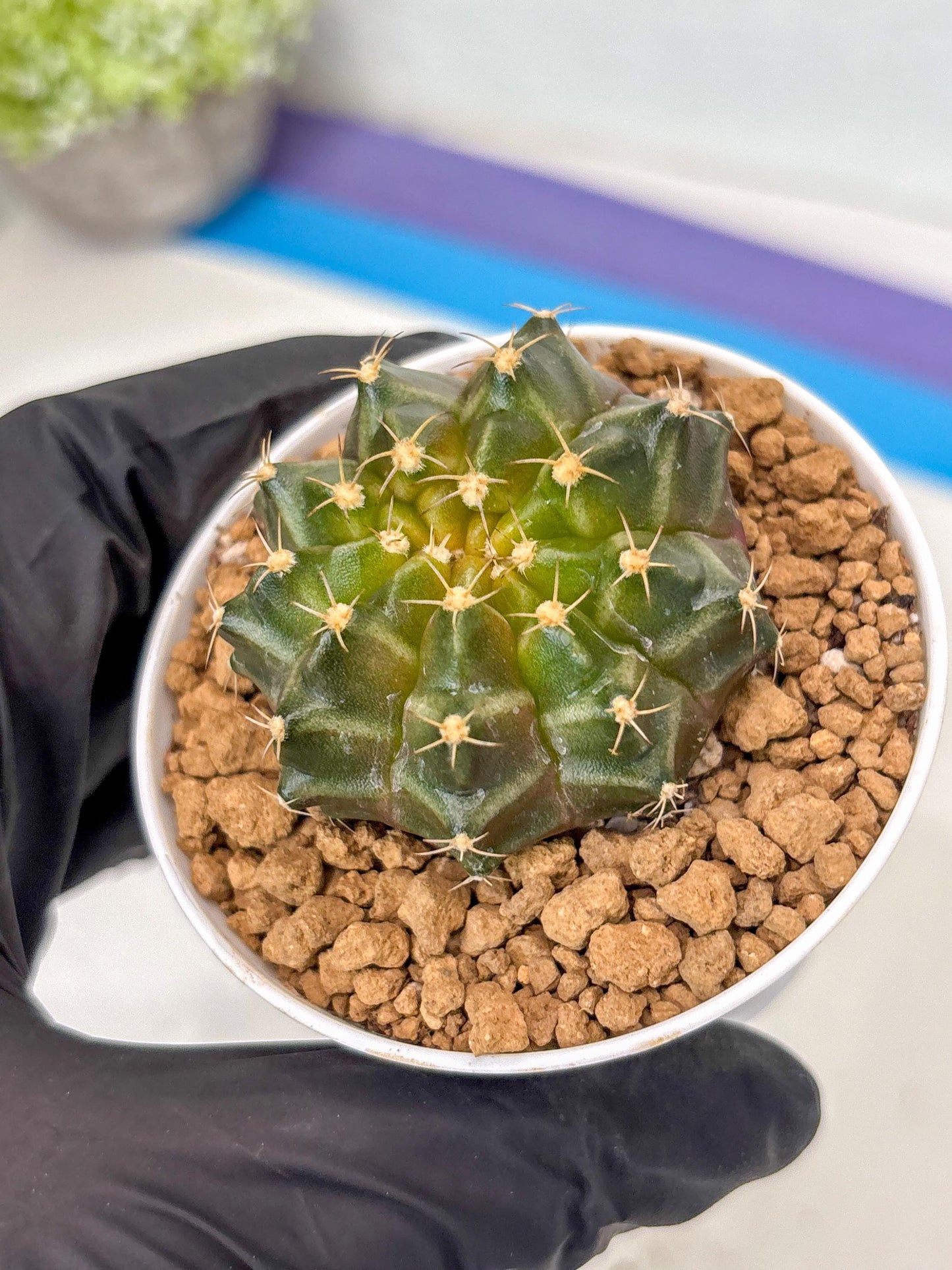 Gymnocalycium Neon (gy14) (b1) | ONLY for Advance Grower