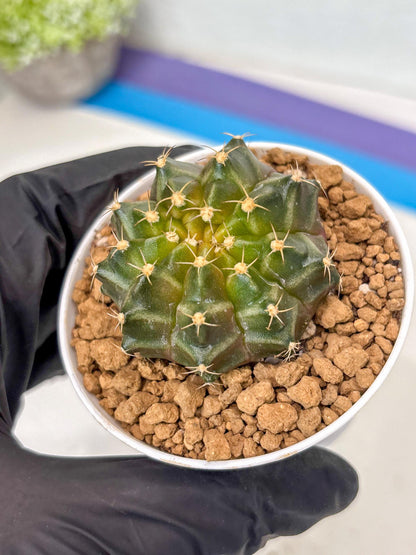 Gymnocalycium Neon (gy14) (b1) | ONLY for Advance Grower