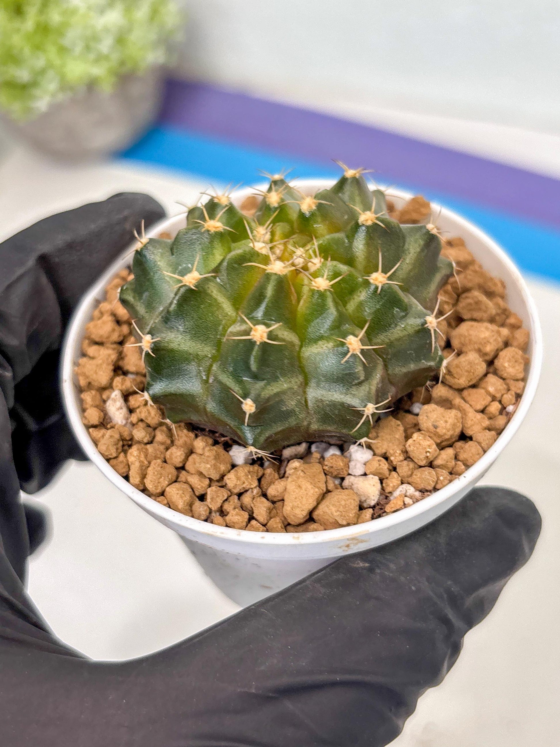 Gymnocalycium Neon (gy14) (b1) | ONLY for Advance Grower