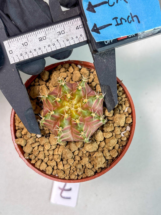 Gymnocalycium Neon (gy14) (b7) | ONLY for Advance Grower