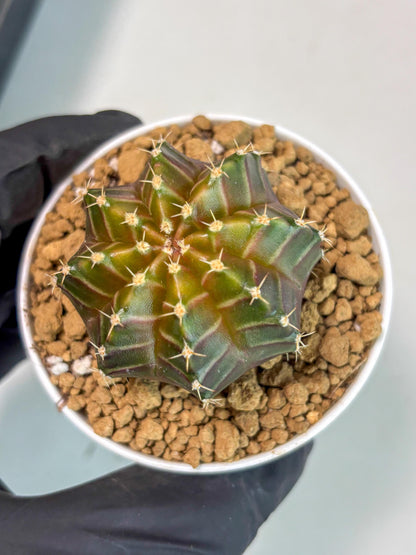 Gymnocalycium Neon (gy14) (y2) | ONLY for Advance Grower