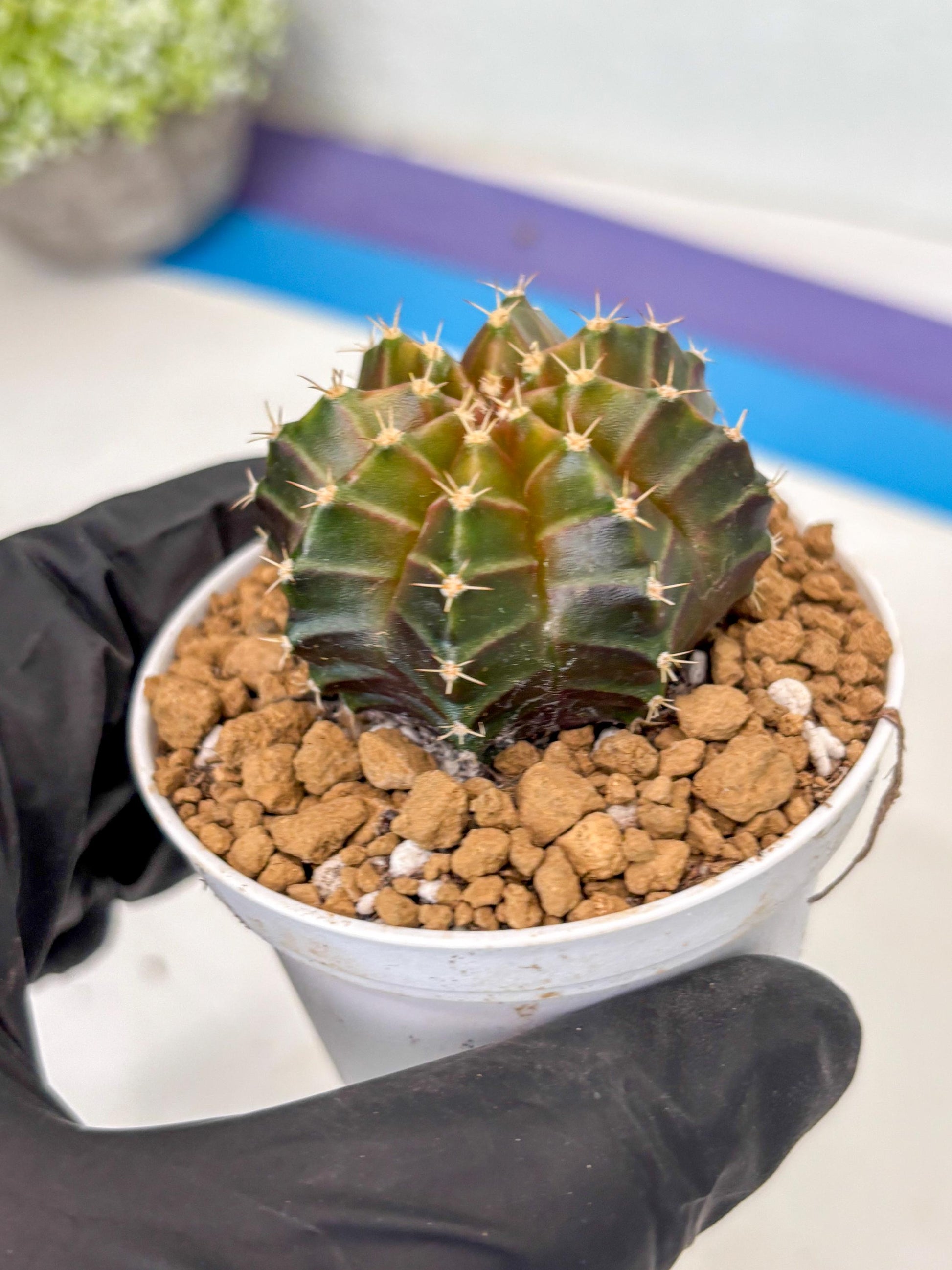 Gymnocalycium Neon (gy14) (y2) | ONLY for Advance Grower