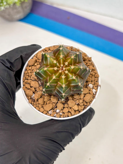 Gymnocalycium Neon (gy14) (y2) | ONLY for Advance Grower